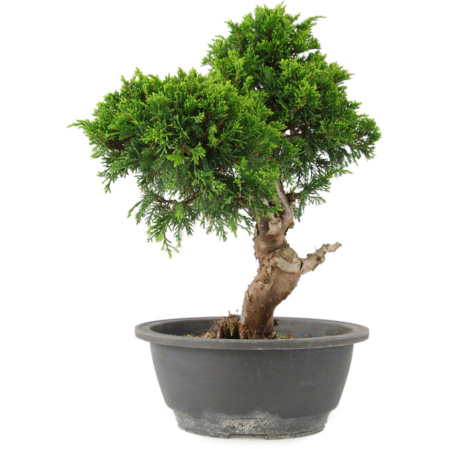 Juniperus chinensis Itoigawa, 30 cm, ± 15 anni