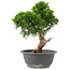 Juniperus chinensis Itoigawa, 30 cm, ± 15 years old