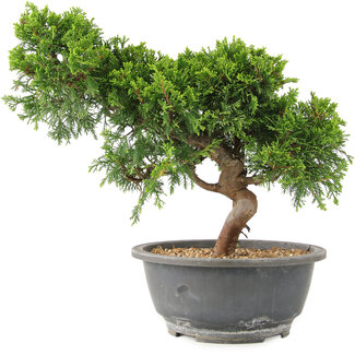 Juniperus chinensis Itoigawa, 25 cm, ± 15 anni