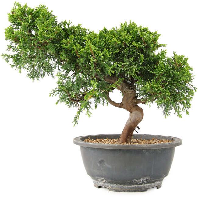 Juniperus chinensis Itoigawa, 25 cm, ± 15 Jahre alt