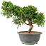 Juniperus chinensis Itoigawa, 25 cm, ± 15 años