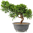 Juniperus chinensis Itoigawa, 25 cm, ± 15 jaar oud