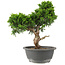 Juniperus chinensis Itoigawa, 30 cm, ± 15 anni