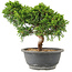 Juniperus chinensis Itoigawa, 25 cm, ± 15 años