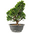 Juniperus chinensis Itoigawa, 28 cm, ± 15 jaar oud