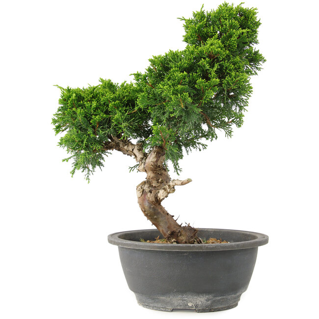 Juniperus chinensis Itoigawa, 30 cm, ± 15 años