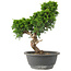 Juniperus chinensis Itoigawa, 30 cm, ± 15 jaar oud