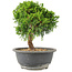 Juniperus chinensis Itoigawa, 25 cm, ± 15 anni