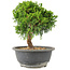 Juniperus chinensis Itoigawa, 25 cm, ± 15 Jahre alt