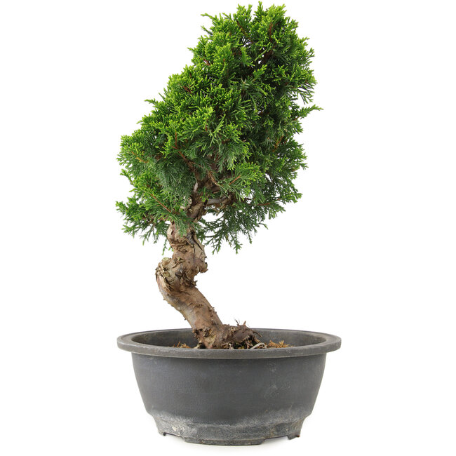 Juniperus chinensis Itoigawa, 30 cm, ± 15 jaar oud