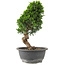 Juniperus chinensis Itoigawa, 30 cm, ± 15 ans