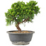 Juniperus chinensis Itoigawa, 25 cm, ± 15 ans