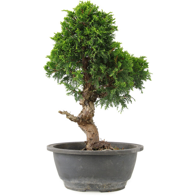 Juniperus chinensis Itoigawa, 30 cm, ± 15 Jahre alt