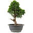 Juniperus chinensis Itoigawa, 30 cm, ± 15 years old