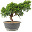 Juniperus chinensis Itoigawa, 25 cm, ± 15 years old