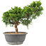 Juniperus chinensis Itoigawa, 25 cm, ± 15 anni