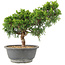 Juniperus chinensis Itoigawa, 25 cm, ± 15 años