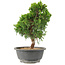 Juniperus chinensis Itoigawa, 25 cm, ± 15 jaar oud