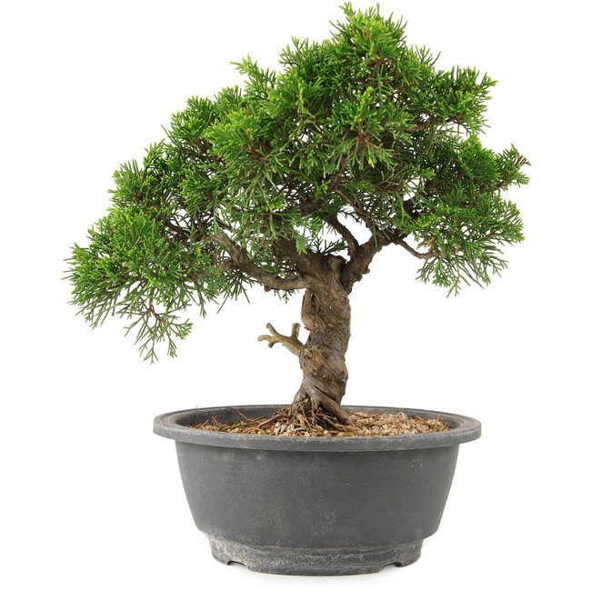 Juniperus chinensis Itoigawa, 24 cm, ± 15 Jahre alt