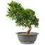 Juniperus chinensis Itoigawa, 25 cm, ± 15 años