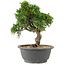 Juniperus chinensis Itoigawa, 24 cm, ± 15 años