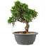 Juniperus chinensis Itoigawa, 24 cm, ± 15 years old