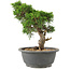 Juniperus chinensis Itoigawa, 24 cm, ± 15 años
