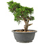 Juniperus chinensis Itoigawa, 24 cm, ± 15 ans