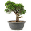 Juniperus chinensis Itoigawa, 24 cm, ± 15 anni