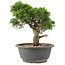 Juniperus chinensis Itoigawa, 24 cm, ± 15 ans