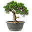 Juniperus chinensis Itoigawa, 24 cm, ± 15 años