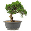 Juniperus chinensis Itoigawa, 24 cm, ± 15 ans