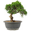 Juniperus chinensis Itoigawa, 24 cm, ± 15 Jahre alt