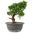 Juniperus chinensis Itoigawa, 24 cm, ± 15 años