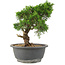 Juniperus chinensis Itoigawa, 24 cm, ± 15 jaar oud
