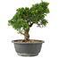 Juniperus chinensis Itoigawa, 24 cm, ± 15 anni