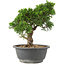 Juniperus chinensis Itoigawa, 24 cm, ± 15 ans