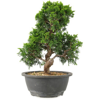 Juniperus chinensis Itoigawa, 27 cm, ± 15 años