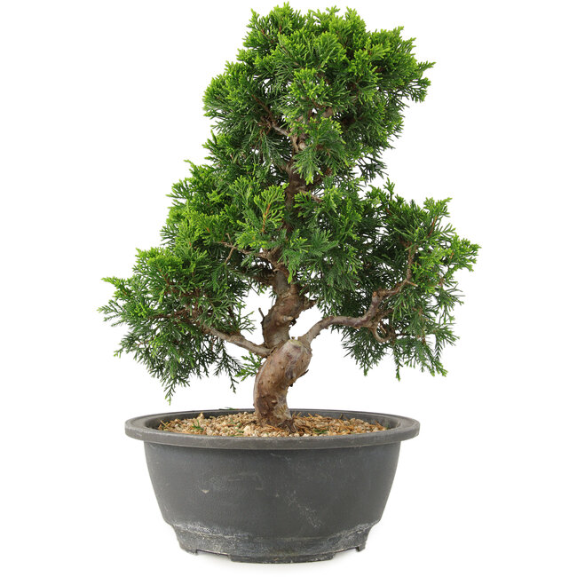 Juniperus chinensis Itoigawa, 27 cm, ± 15 años