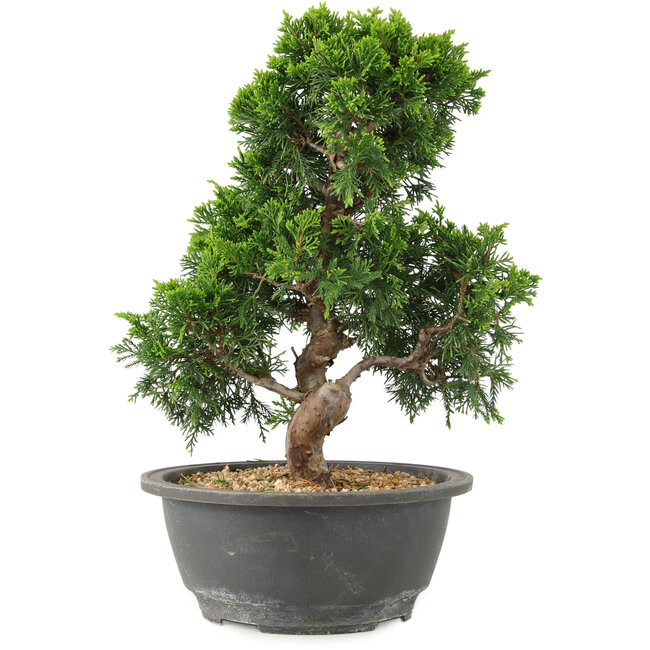 Juniperus chinensis Itoigawa, 27 cm, ± 15 jaar oud