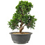 Juniperus chinensis Itoigawa, 27 cm, ± 15 anni