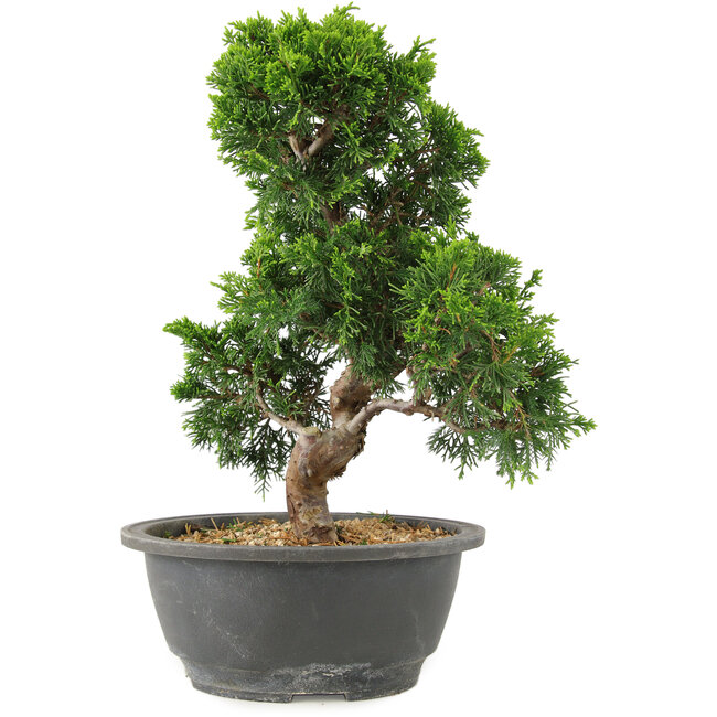 Juniperus chinensis Itoigawa, 27 cm, ± 15 Jahre alt
