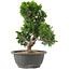 Juniperus chinensis Itoigawa, 27 cm, ± 15 ans