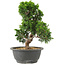 Juniperus chinensis Itoigawa, 27 cm, ± 15 jaar oud