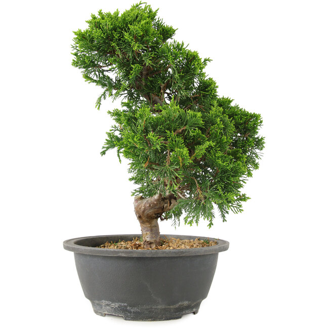 Juniperus chinensis Itoigawa, 27 cm, ± 15 jaar oud
