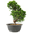 Juniperus chinensis Itoigawa, 27 cm, ± 15 anni