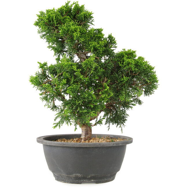 Juniperus chinensis Itoigawa, 27 cm, ± 15 ans