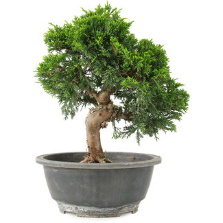 Juniperus chinensis Itoigawa, 24 cm, ± 15 años
