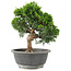 Juniperus chinensis Itoigawa, 24 cm, ± 15 Jahre alt