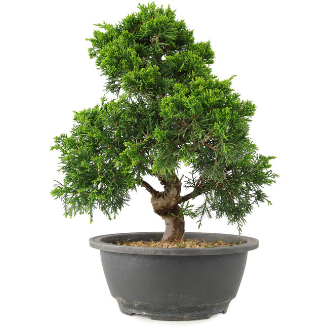 Juniperus chinensis Itoigawa, 27 cm, ± 15 years old